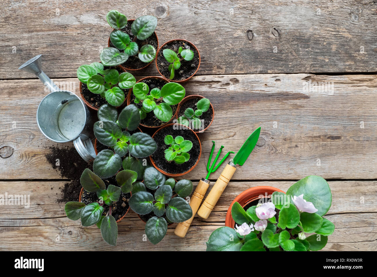 Alamy : how to plant potted flowers - startupinsights.org