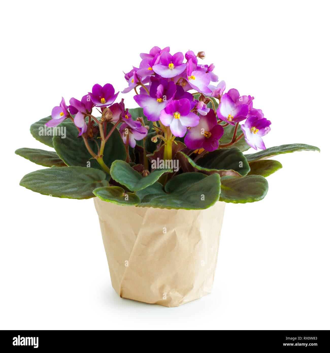 Potted Saintpaulia violet flower on white. Stock Photo
