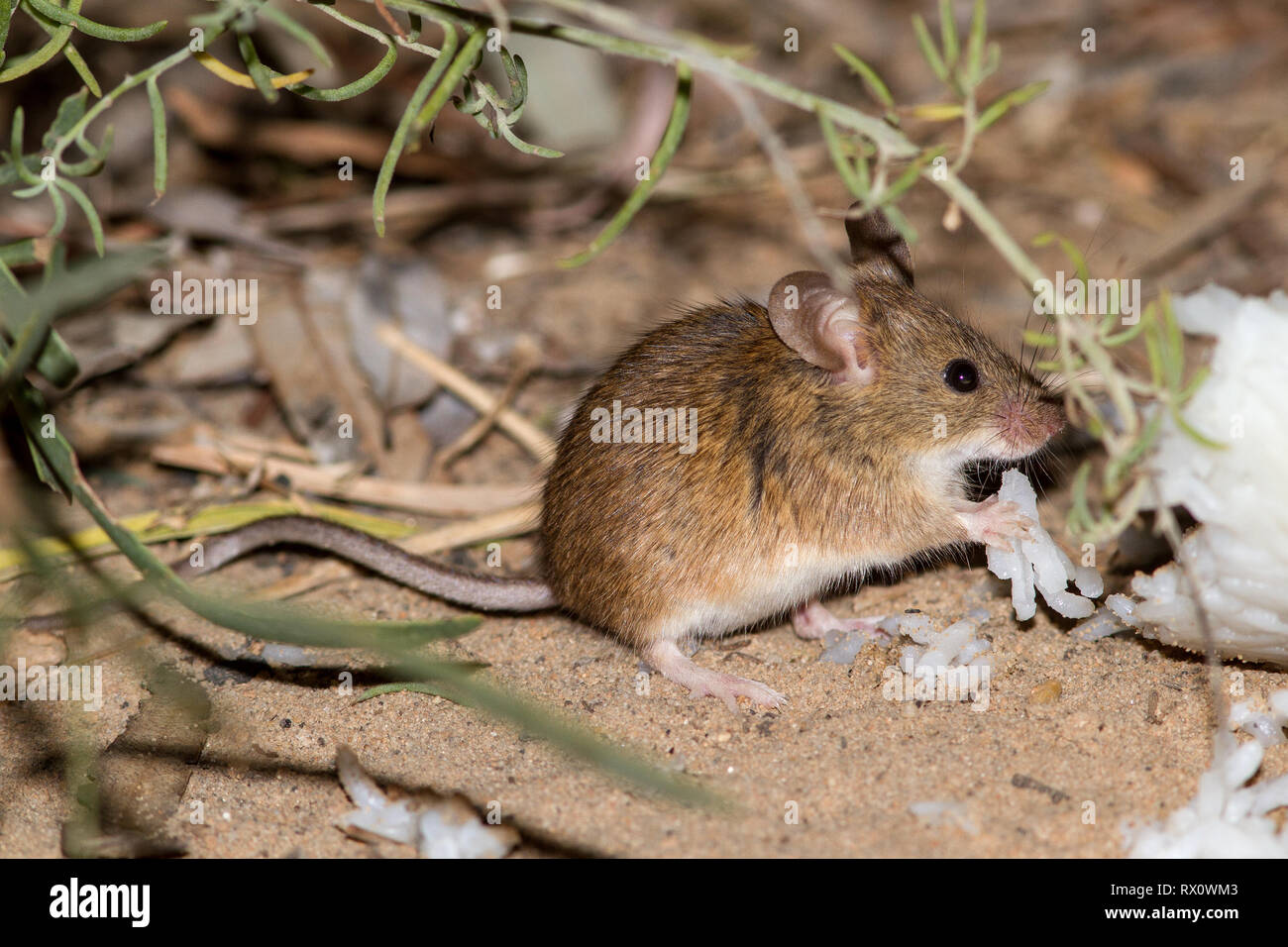Rice rat hires stock photography and images Alamy