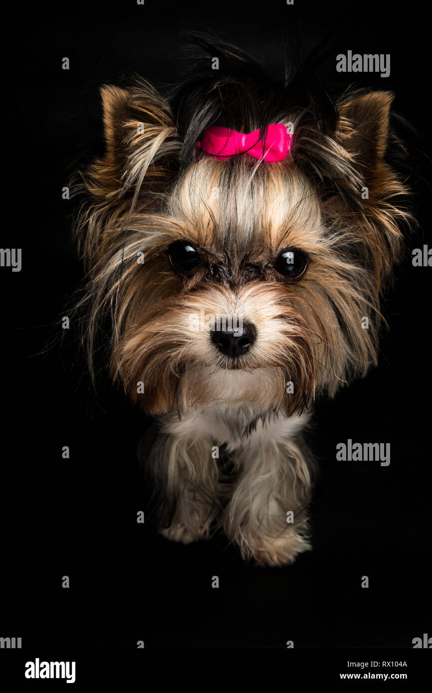 Cute Biewer Yorkshire Terrier With Pink Bow On Black Background
