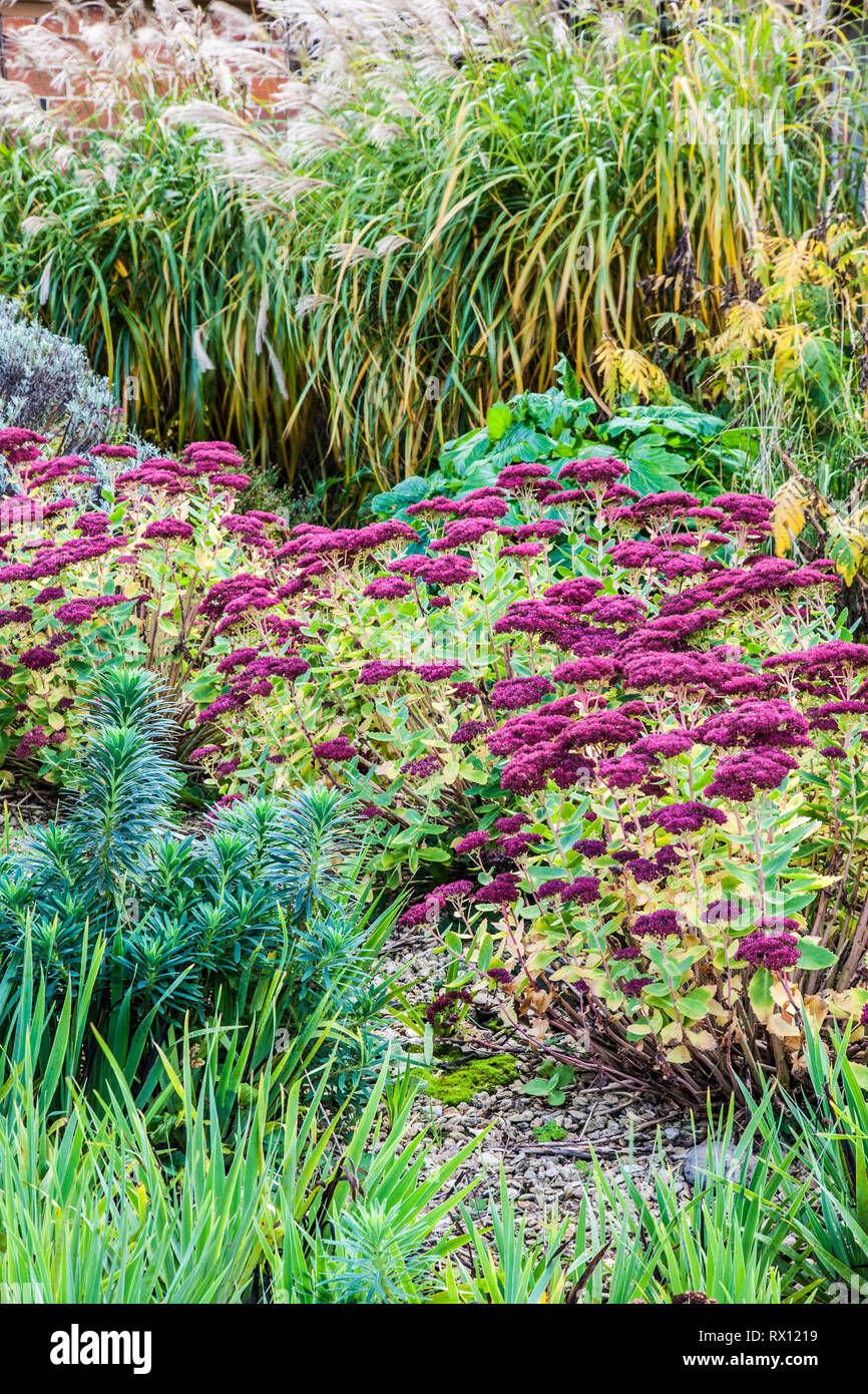 Part of an autumn herbaceous perennial border in a gravel garden. Stock Photo