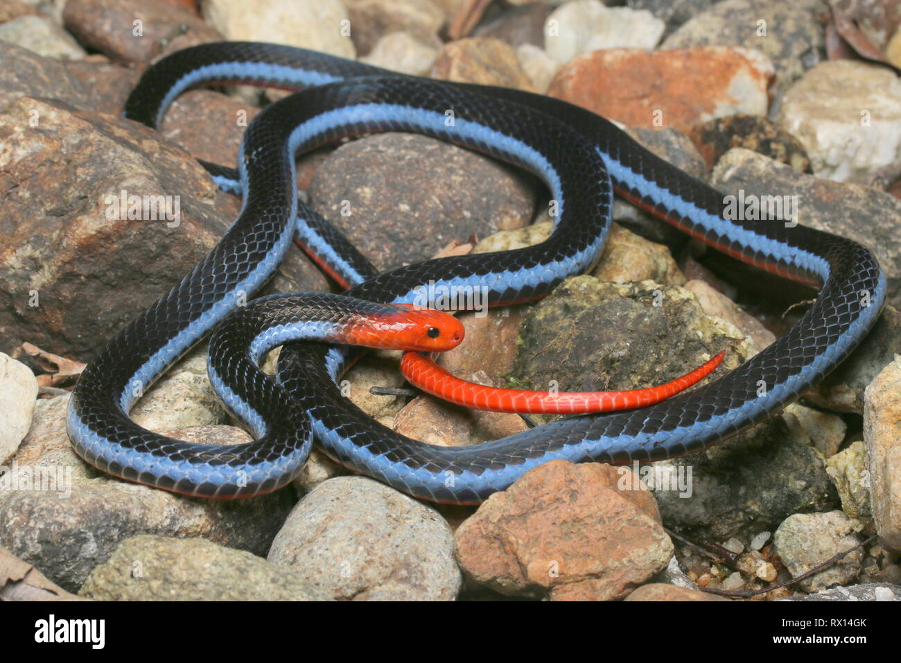 Malayan Blue Coral Snake Stock Photo