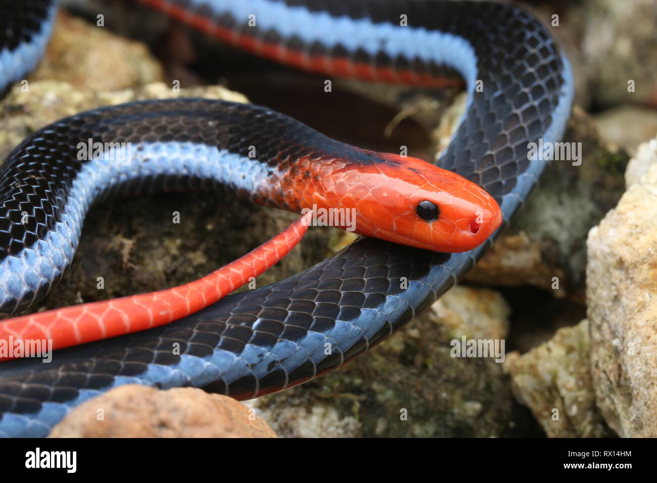 Malayan Blue Coral Snake Stock Photo