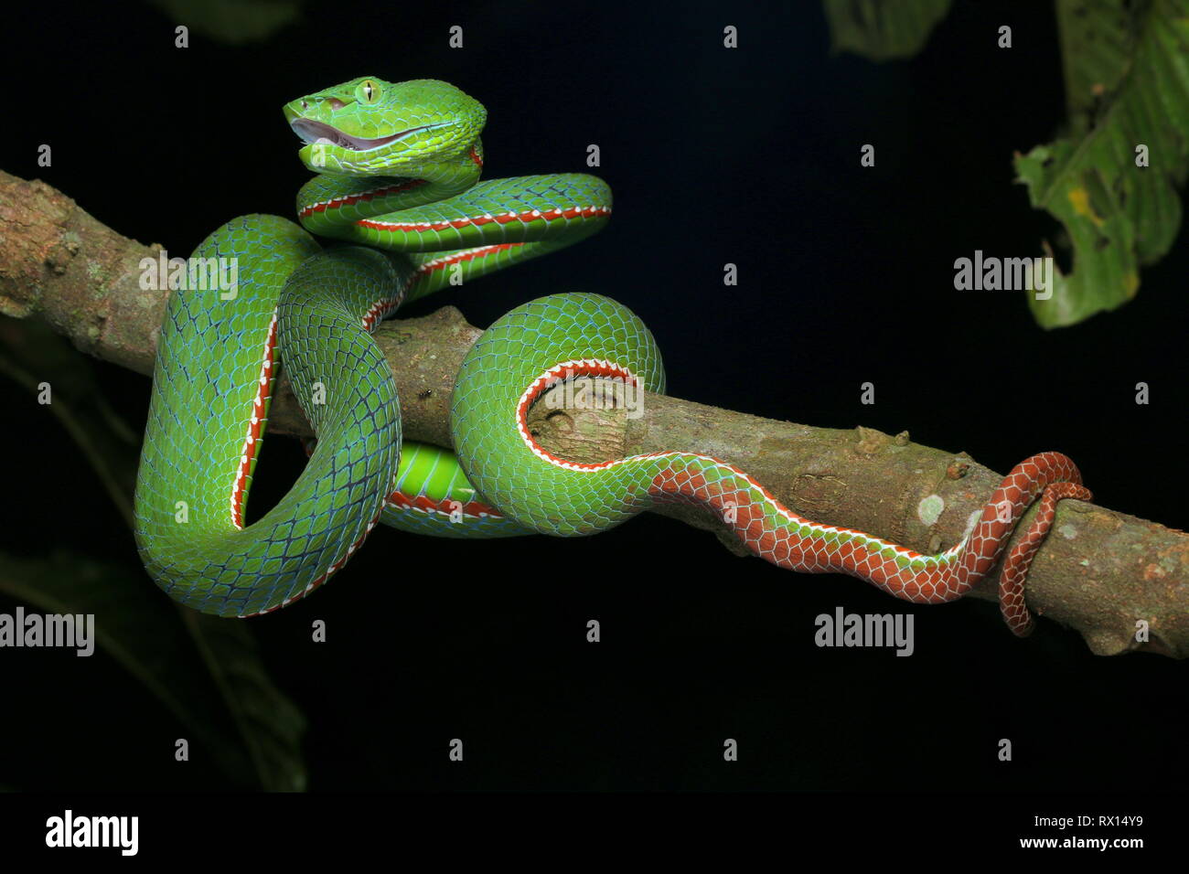 Siamese Peninsular Pit Viper Stock 