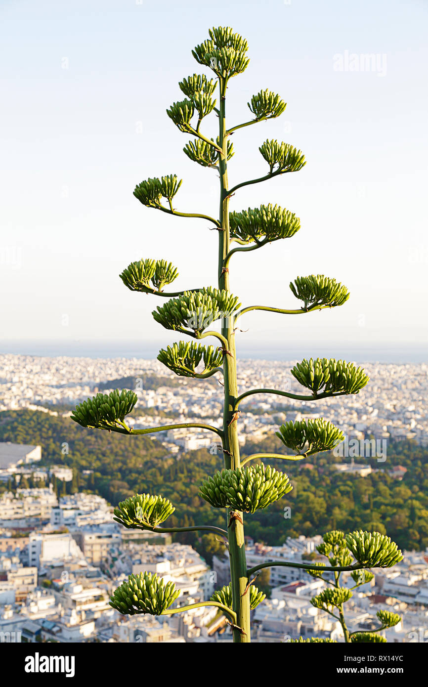 View of the city of Athens from Lycabettus hill, agave plant flower at the foreground, Greece Stock Photo