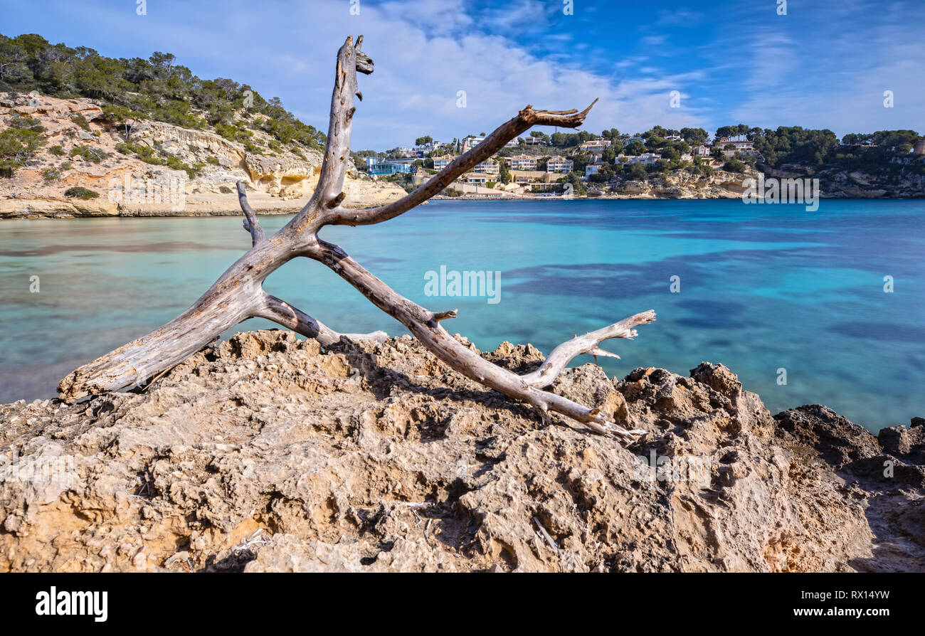 Tree on the Rocks at the Bay of Portals Vells in Mallorca, Spain Stock Photo