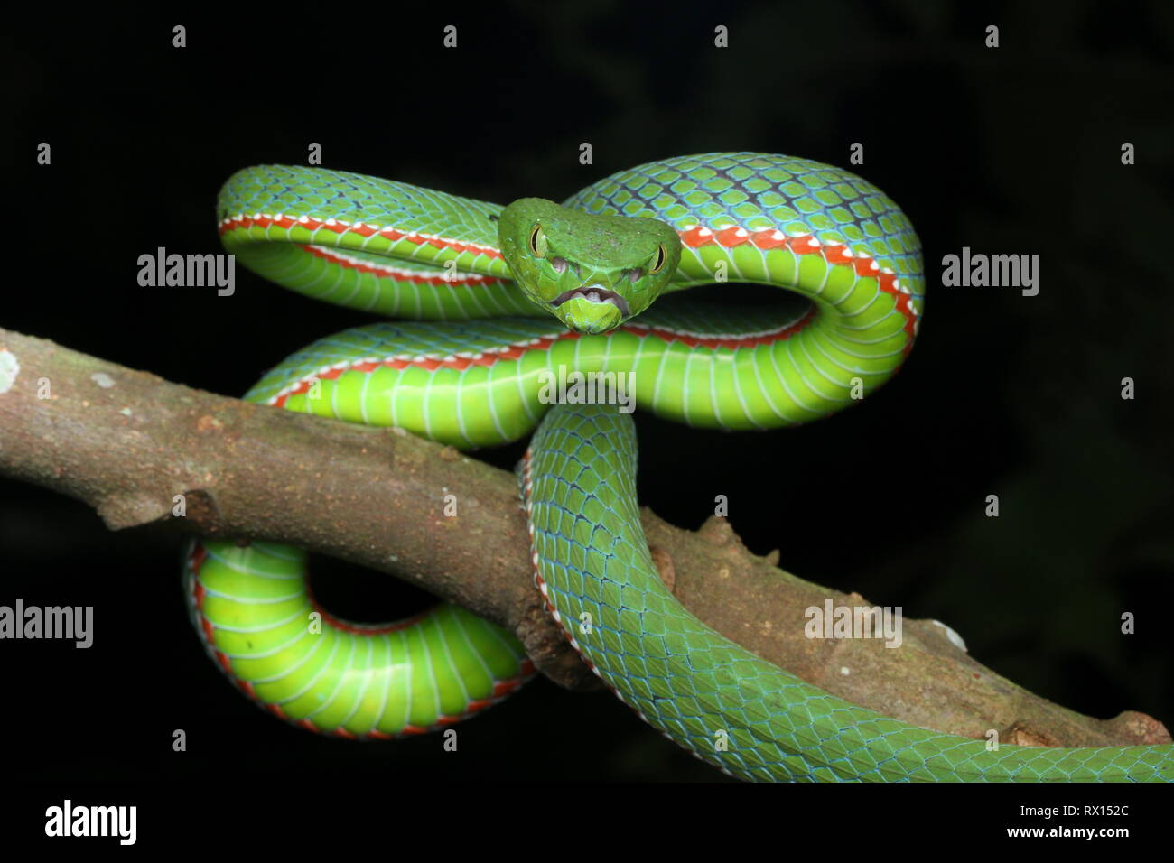 Siamese Peninsular Pit Viper Stock 