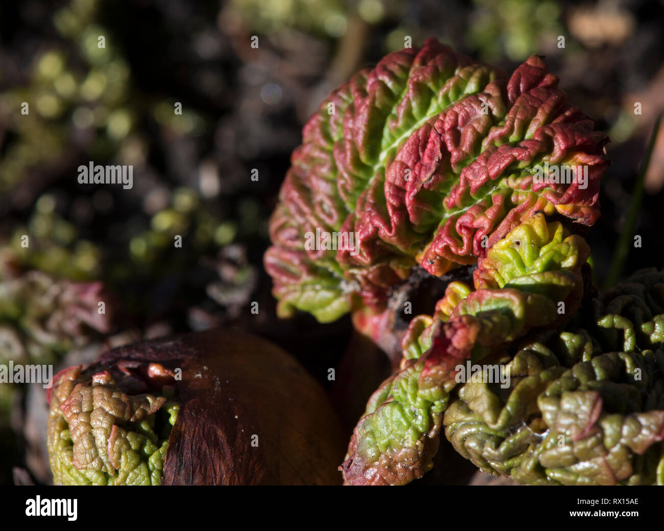 BRAIN -type Rhubarb Stock Photo