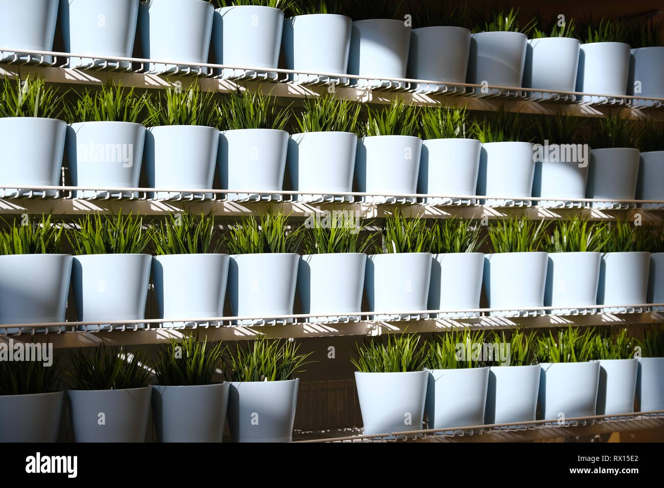 fresh herbs in ceramic pots. Different types of spice plants in ceramic