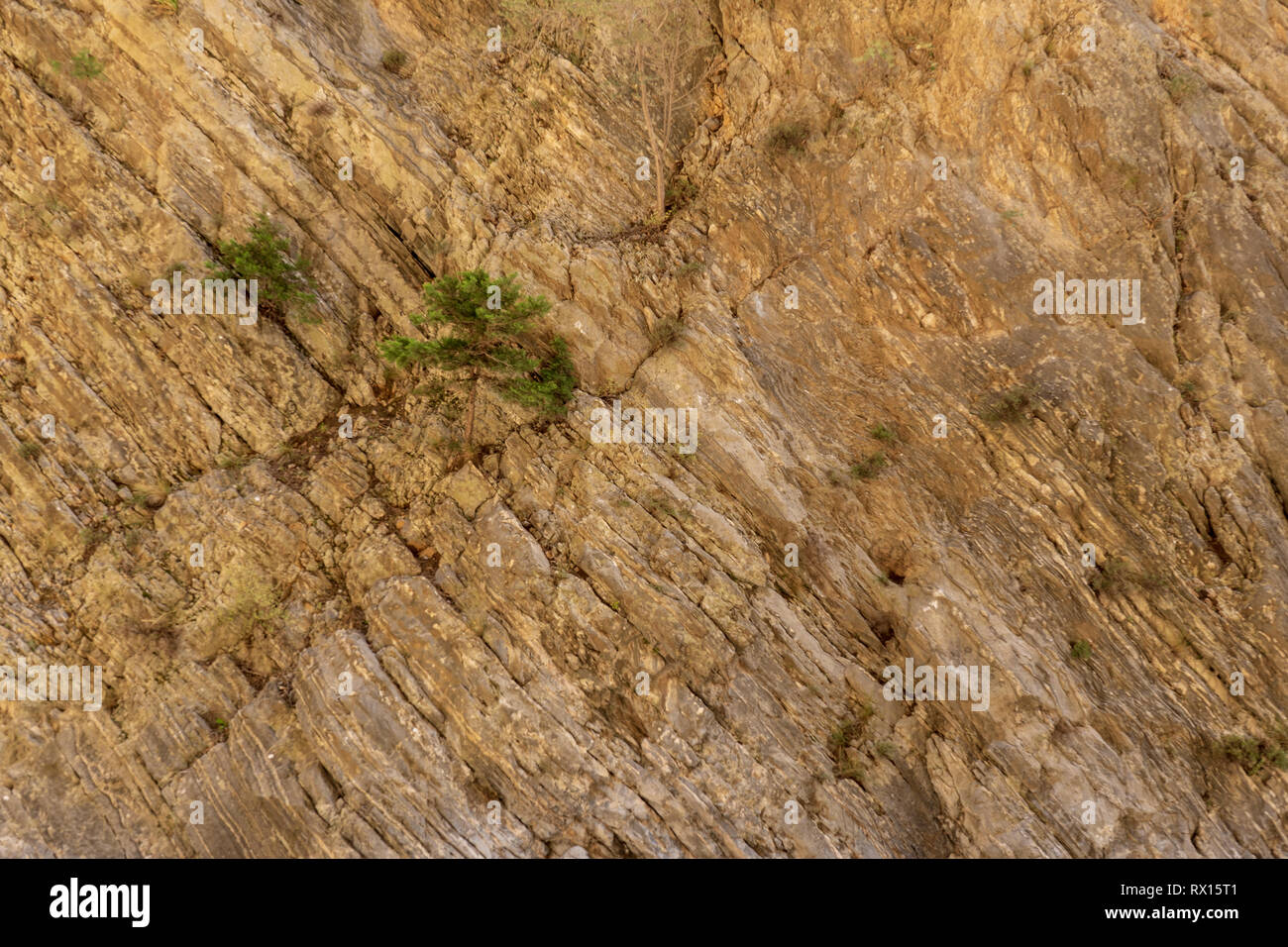 Small tree grows out of a textured rock wall in the Samaria Gorge on the island of Crete, Greece Stock Photo