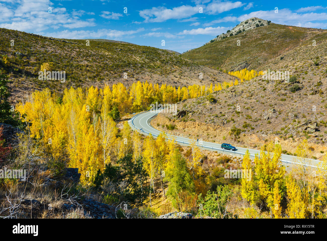 Poplar grove in a in autumn Stock Photo Alamy