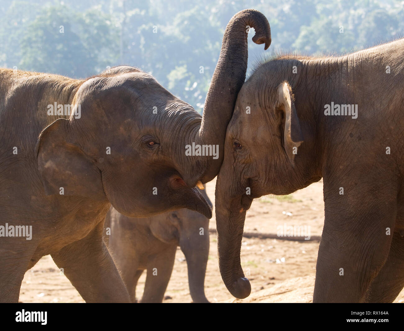 Couple of young asian elephants - Elephas maximus Stock Photo