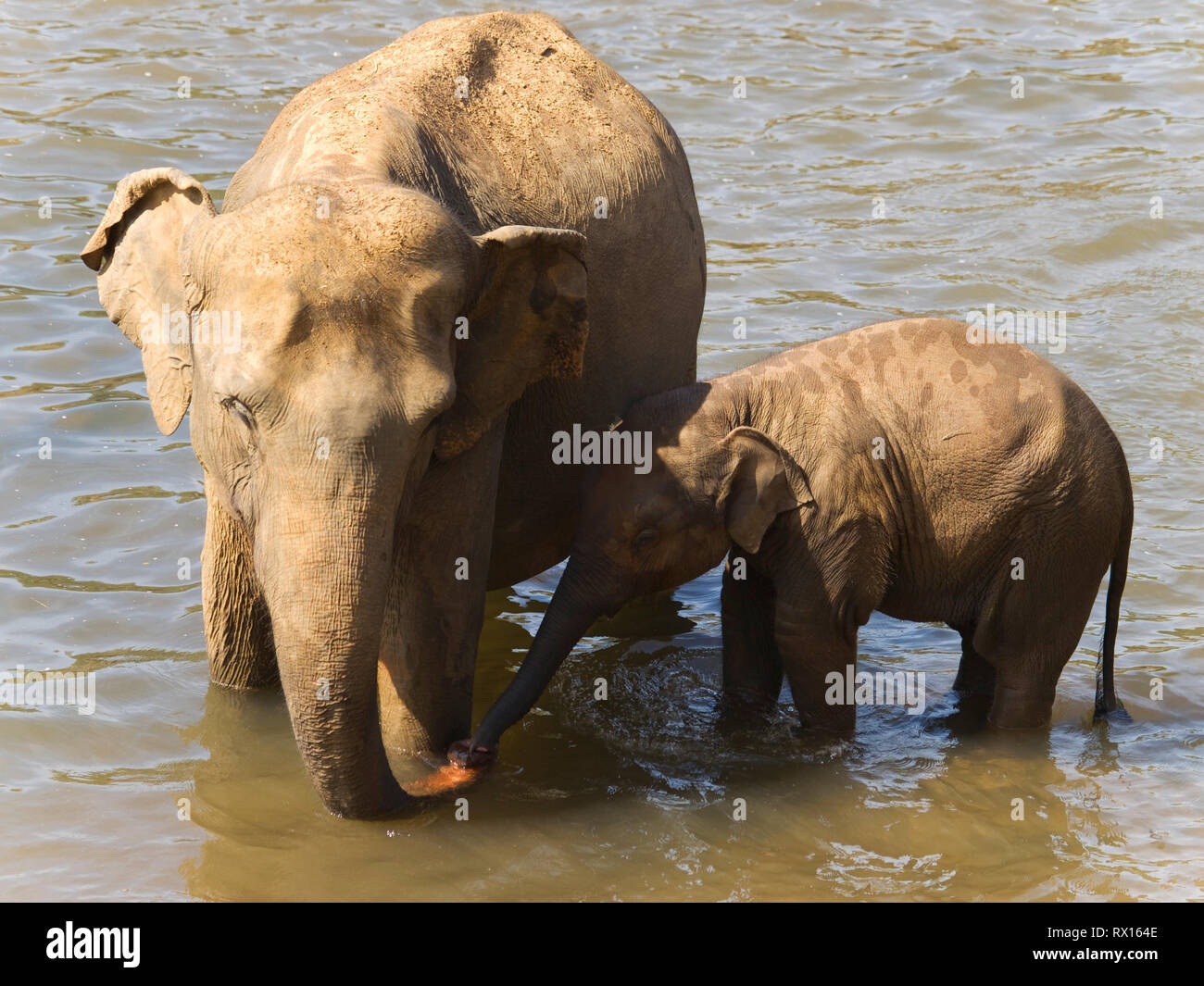 Mother and baby elephants having bath in the river Stock Photo