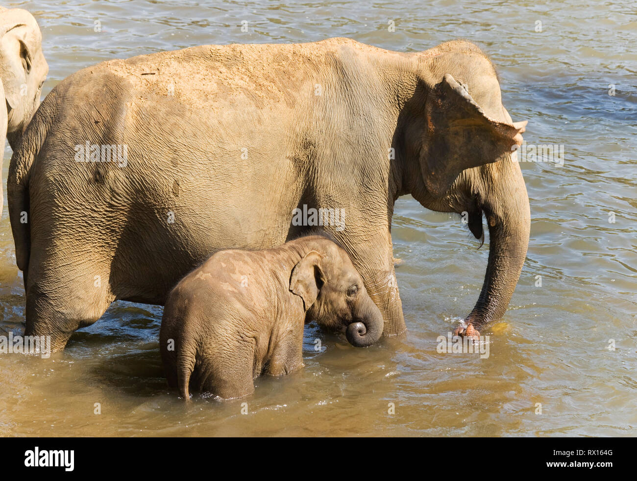 Elephant baby with mother in the river Stock Photo