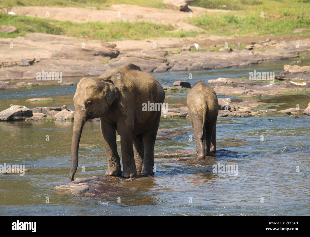Two young elephants in the river Stock Photo