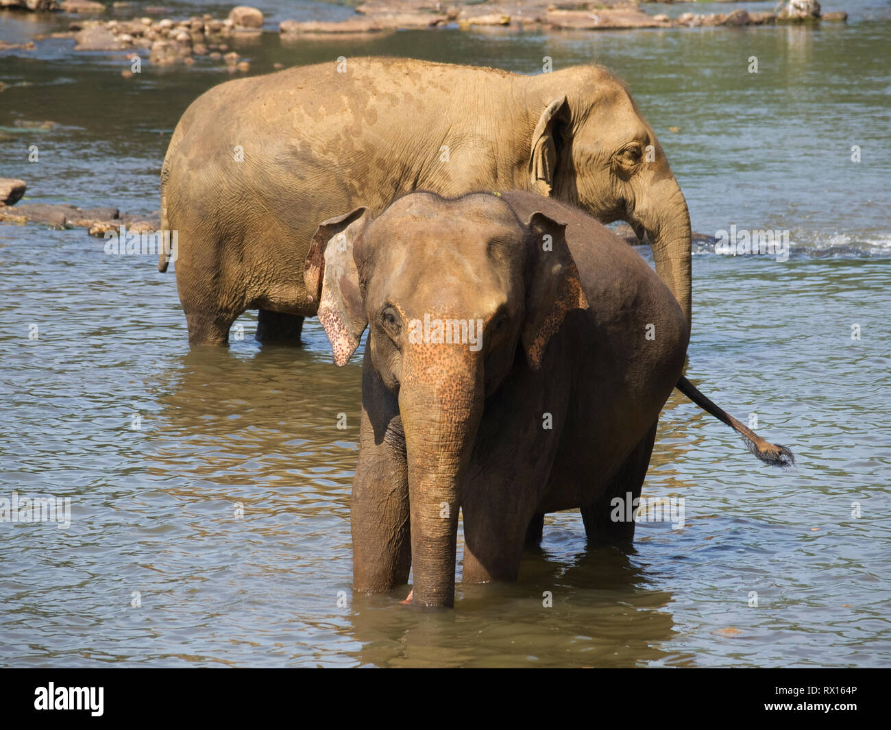 Two elephants in river - Elephas maximus Stock Photo