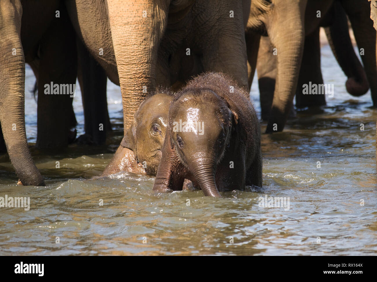 Baby elephant having fun in river bath Stock Photo