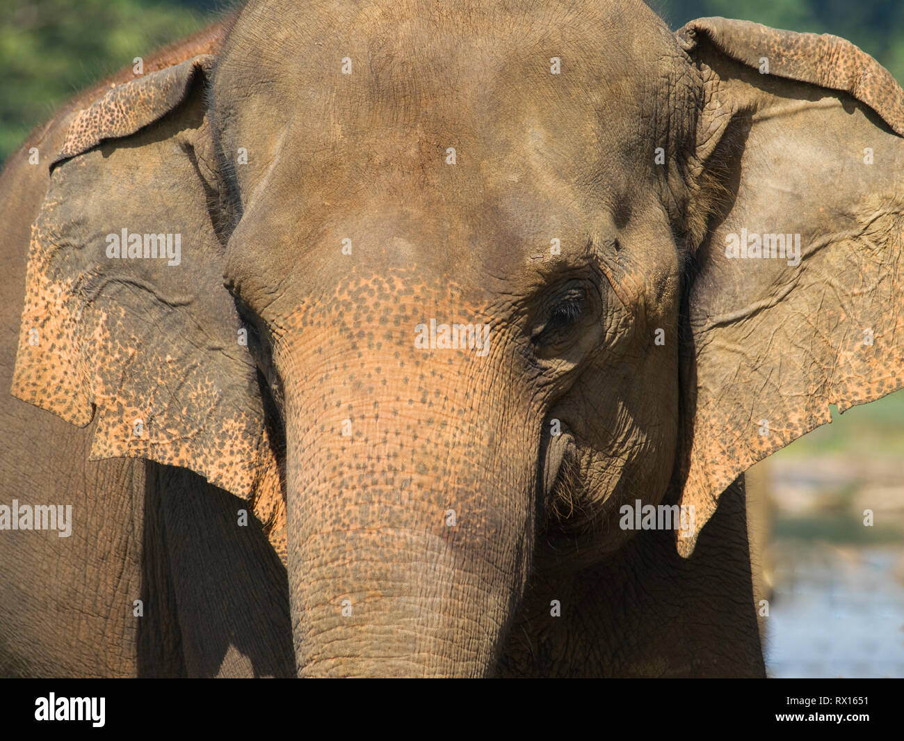 Portrait of asian elephant - Elephas maximus Stock Photo