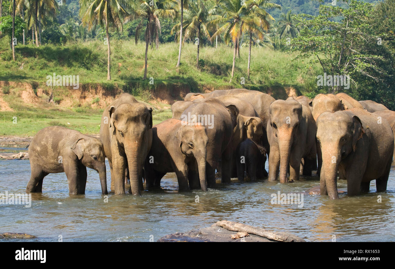 Asian elephant herd in river Stock Photo
