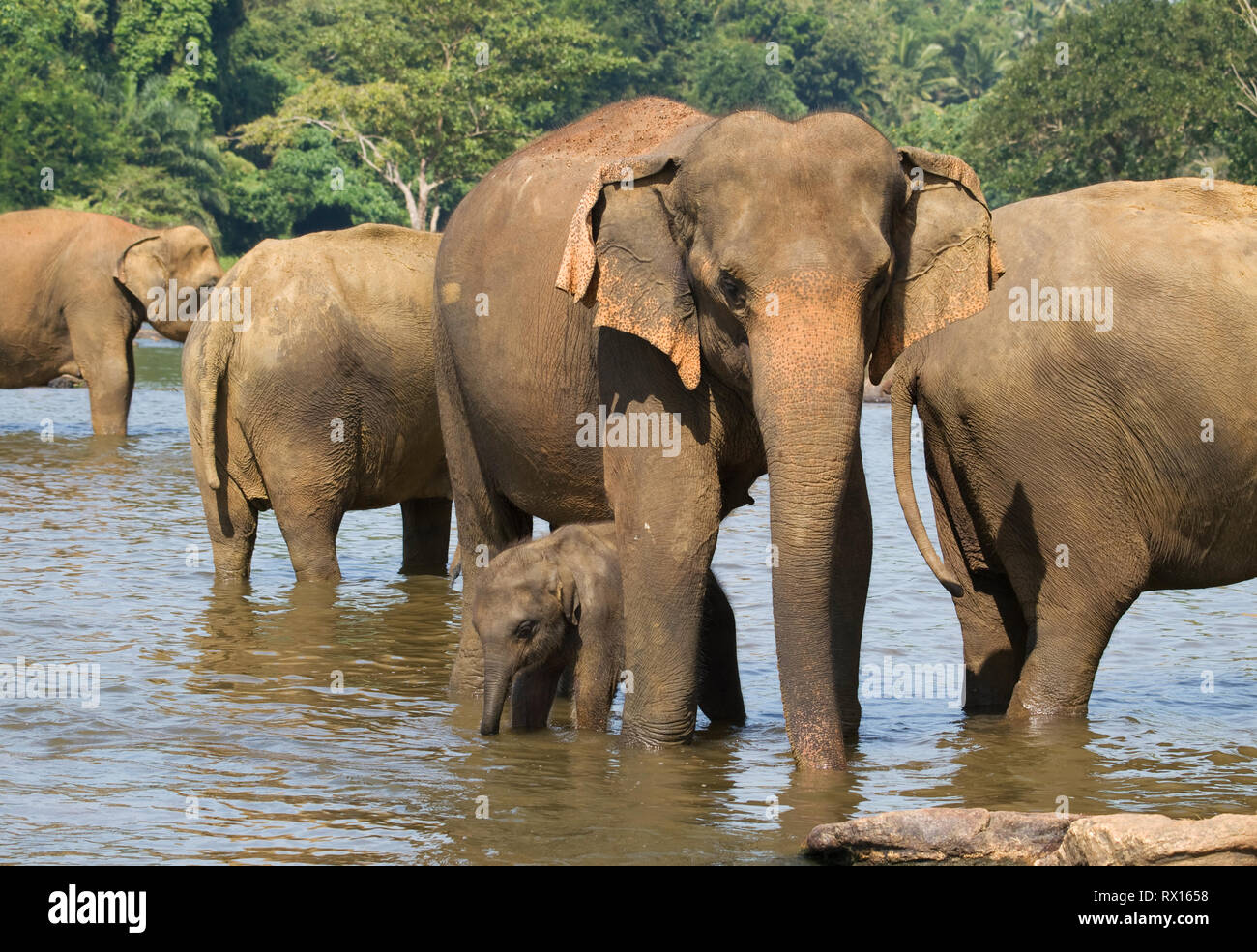 Asian elephants bathing in river Stock Photo