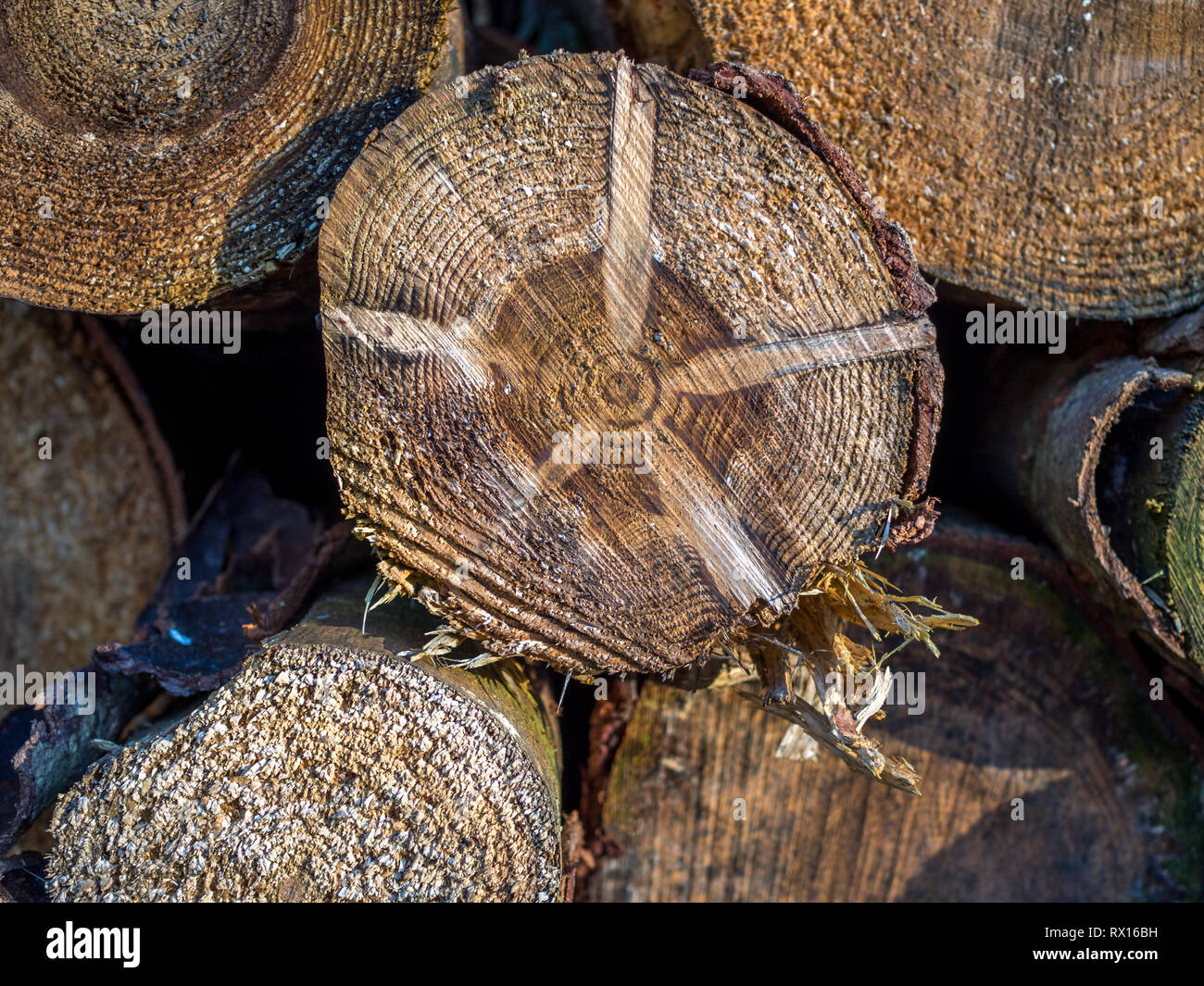 a close up detail macro face on of pile stack of cut sawn section logged felled tree trees timber log logs seasoning for forestry industry Stock Photo