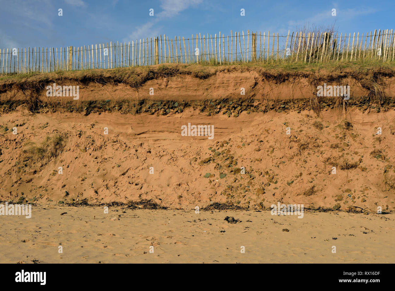 Eroded sand dunes on the beach at Dawlish Warren Stock Photo Alamy