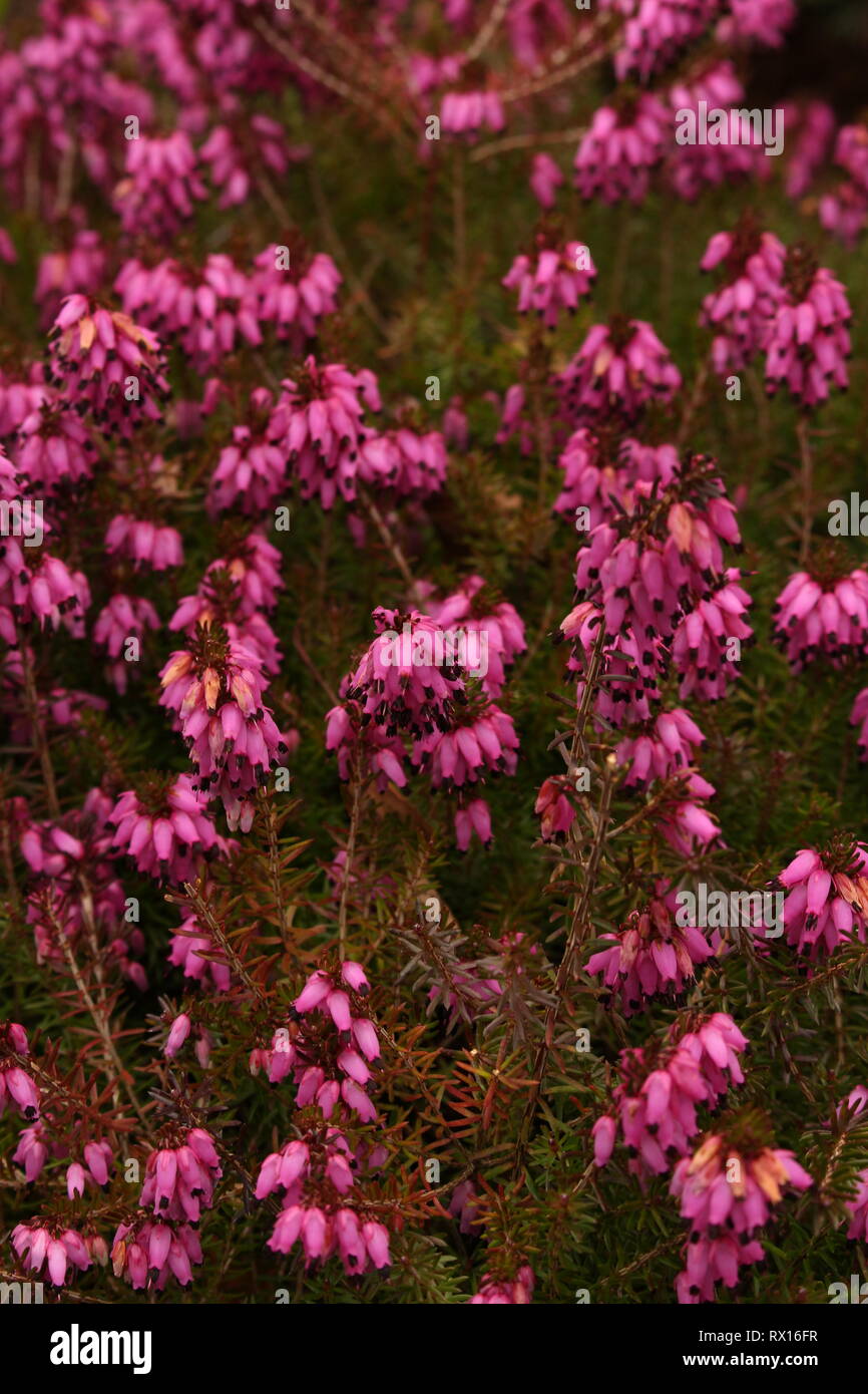 Erica Carnia plant viewed from above close up Stock Photo