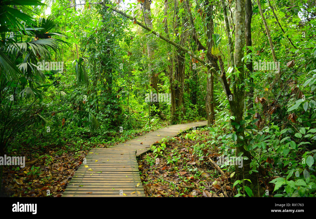 The walking path through the jungle or tropical rainforest inside Tayrona National Park located by the Caribbean Sea near Santa Marta, Colombia. Stock Photo