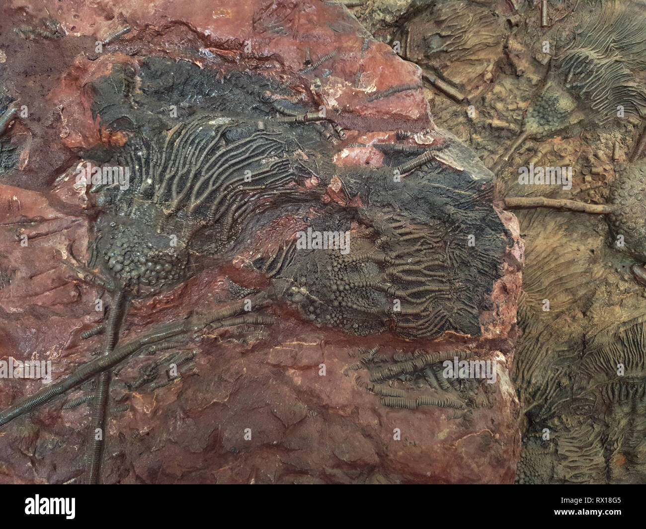 Fossil animal sea lily, a bouquet of stone flowers on a pink background rock formation. Stock Photo
