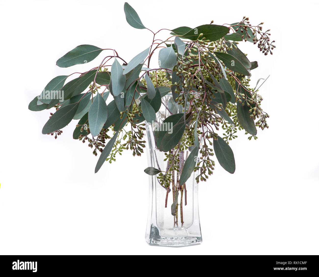 Fresh Eucalyptus stems in clear glass vase isolated on white background