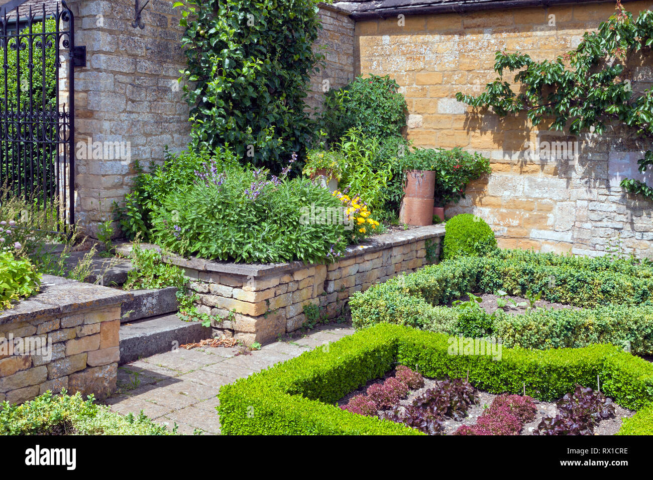 Summer vegetable and herb garden with lettuce growing in plots enclosed by trimmed hedge, herbs and fruit trees by the stone wall . Stock Photo