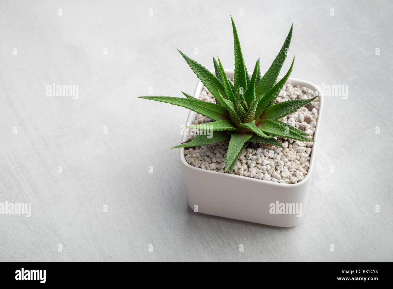 Haworthia succulent in pot on white desk. Copy space for text. Stock Photo