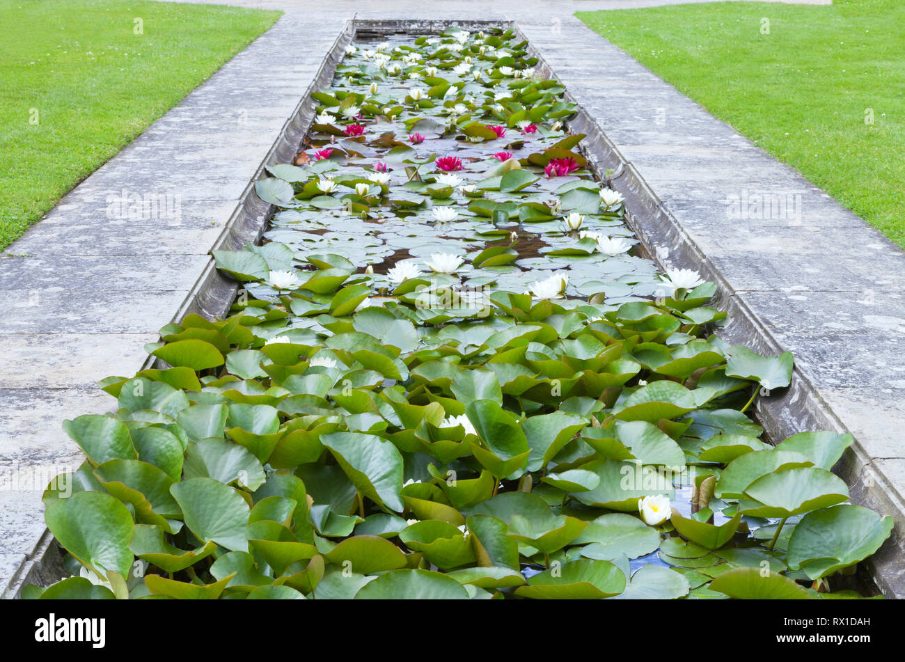 Flowering white and red water lilies in a rectangular stone pond, in an English garden . Stock Photo