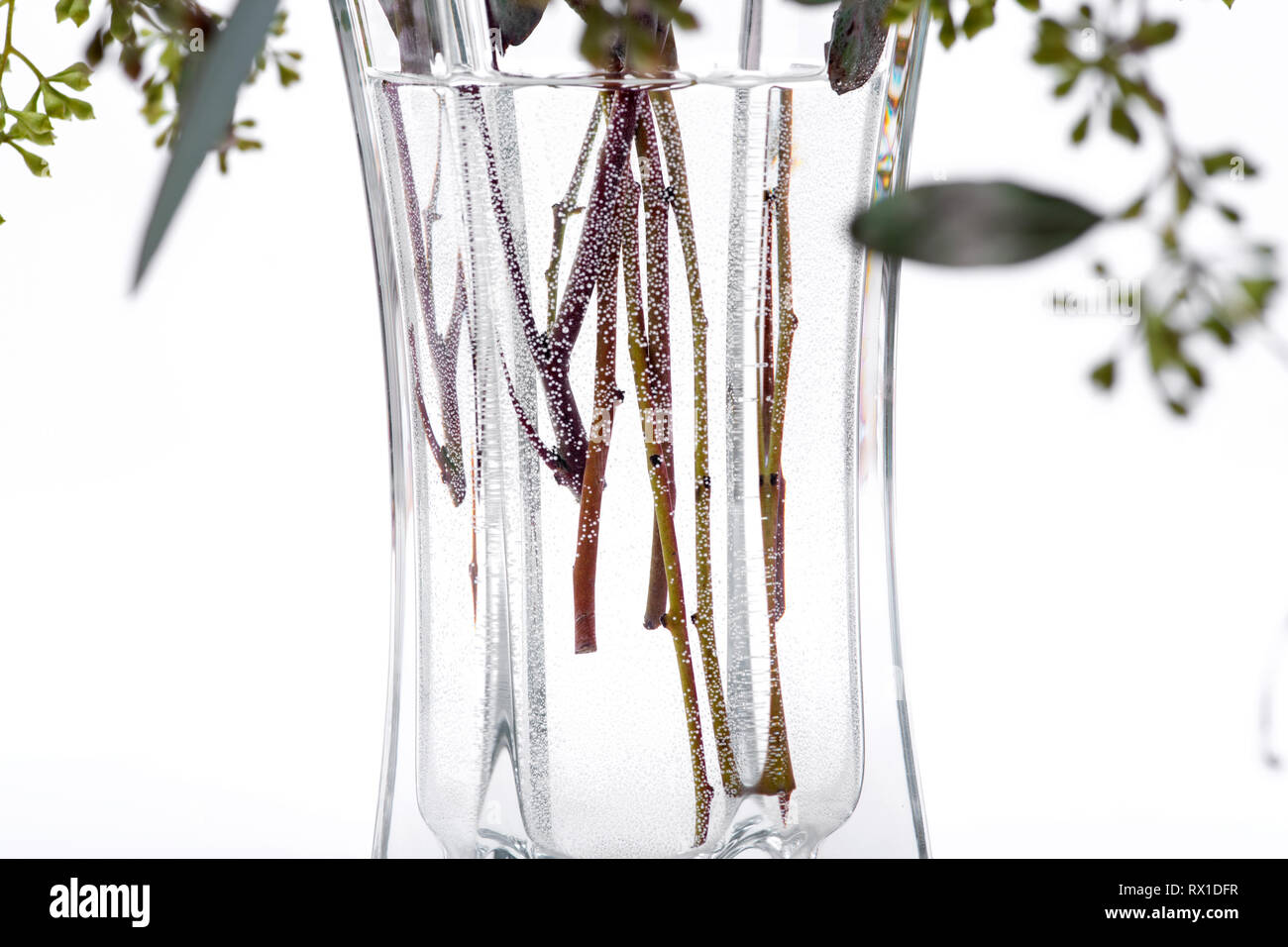 Fresh Eucalyptus stems in clear glass vase isolated on white background