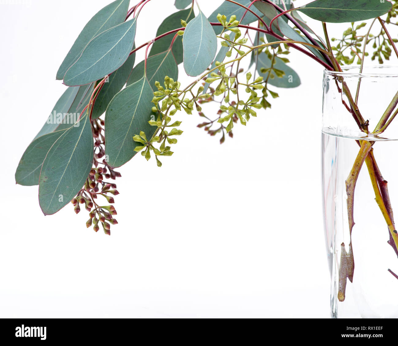 Fresh Eucalyptus stems in clear glass vase isolated on white background