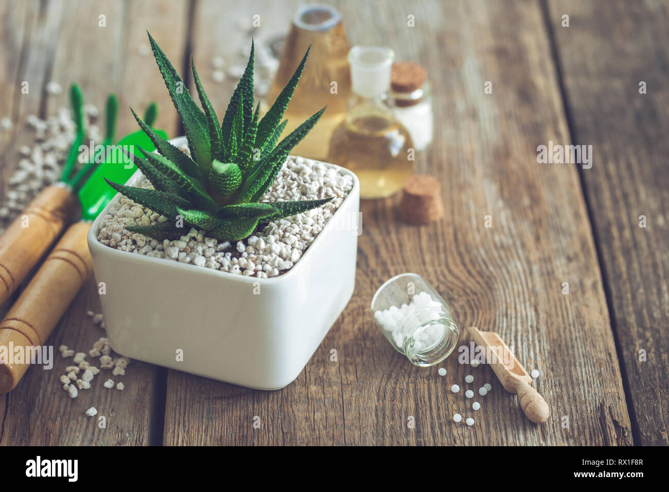 Haworthia succulent in flower pot, mini garden tools and homeopathic remedies for plant. Natural alternative treatment of plant diseases. Stock Photo