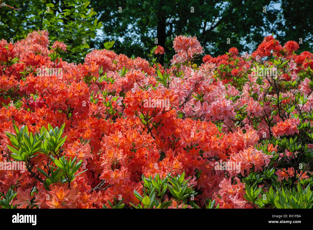 Beautiful rhododendron bush in summer garden. Stock Photo