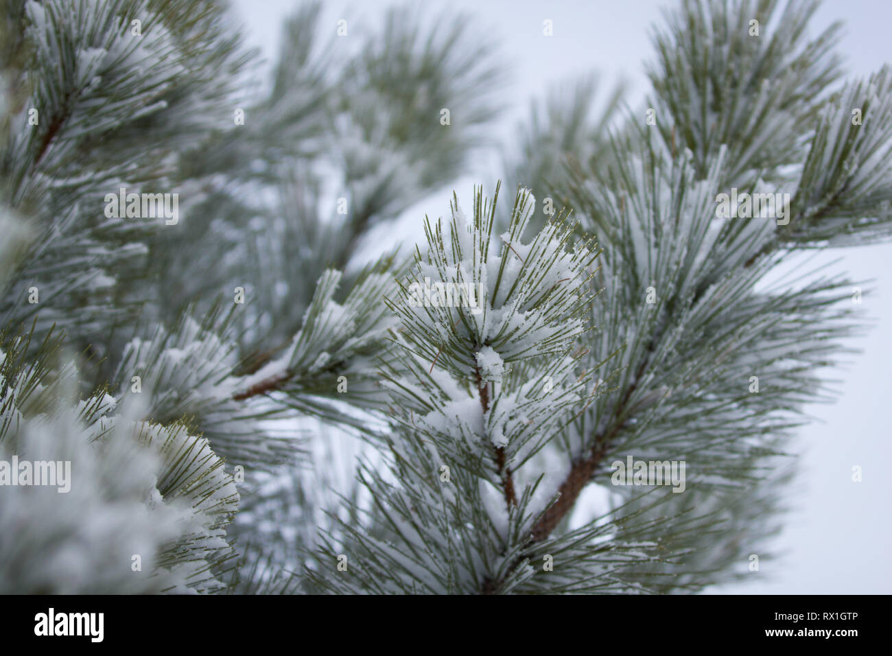 Close up of pine needles on branch of tree covered with fresh snow Stock Photo