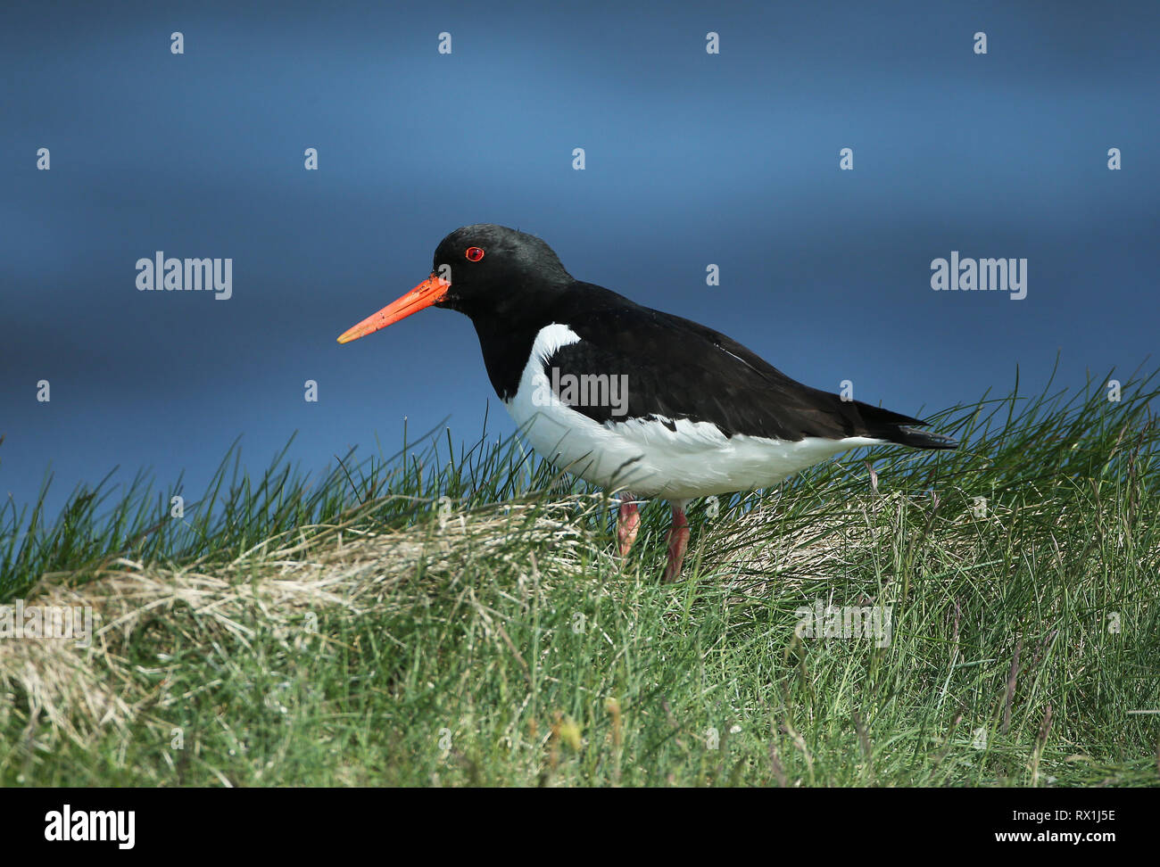 Common pied oystercatcher in iceland hires stock photography and