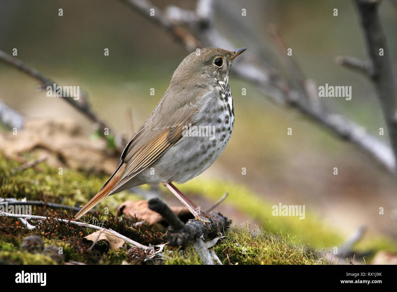 Hermit Thrush Stock Photo