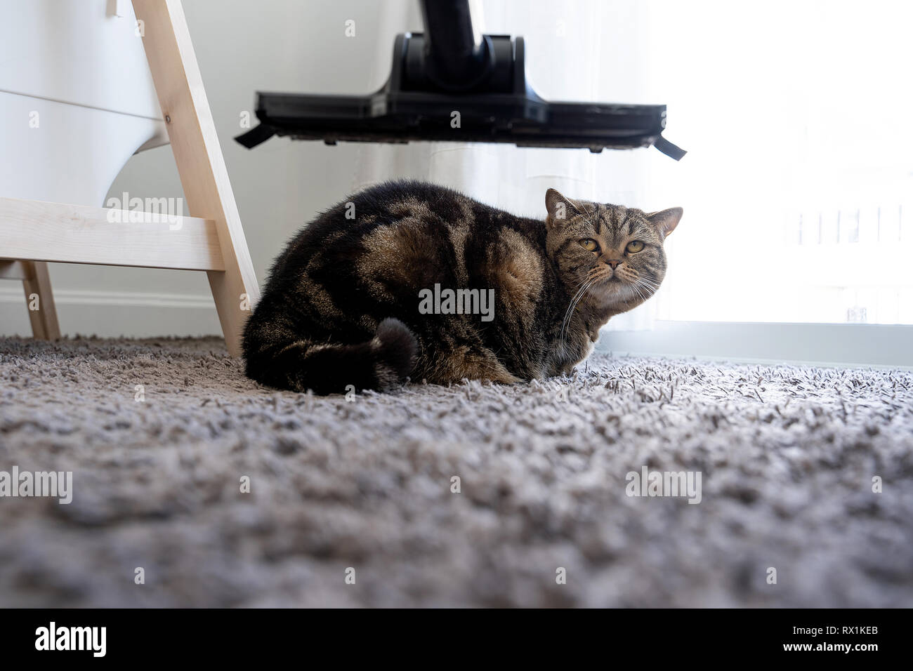 vacuum cleaner cat sprawled cleaning cat hair dropped Stock Photo Alamy