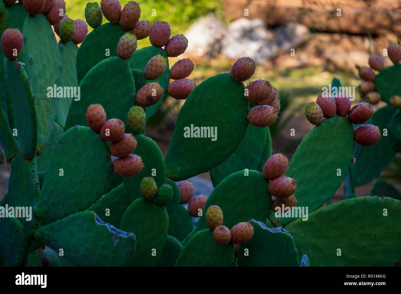 Prickly pears. Majorca island. Spain Stock Photo