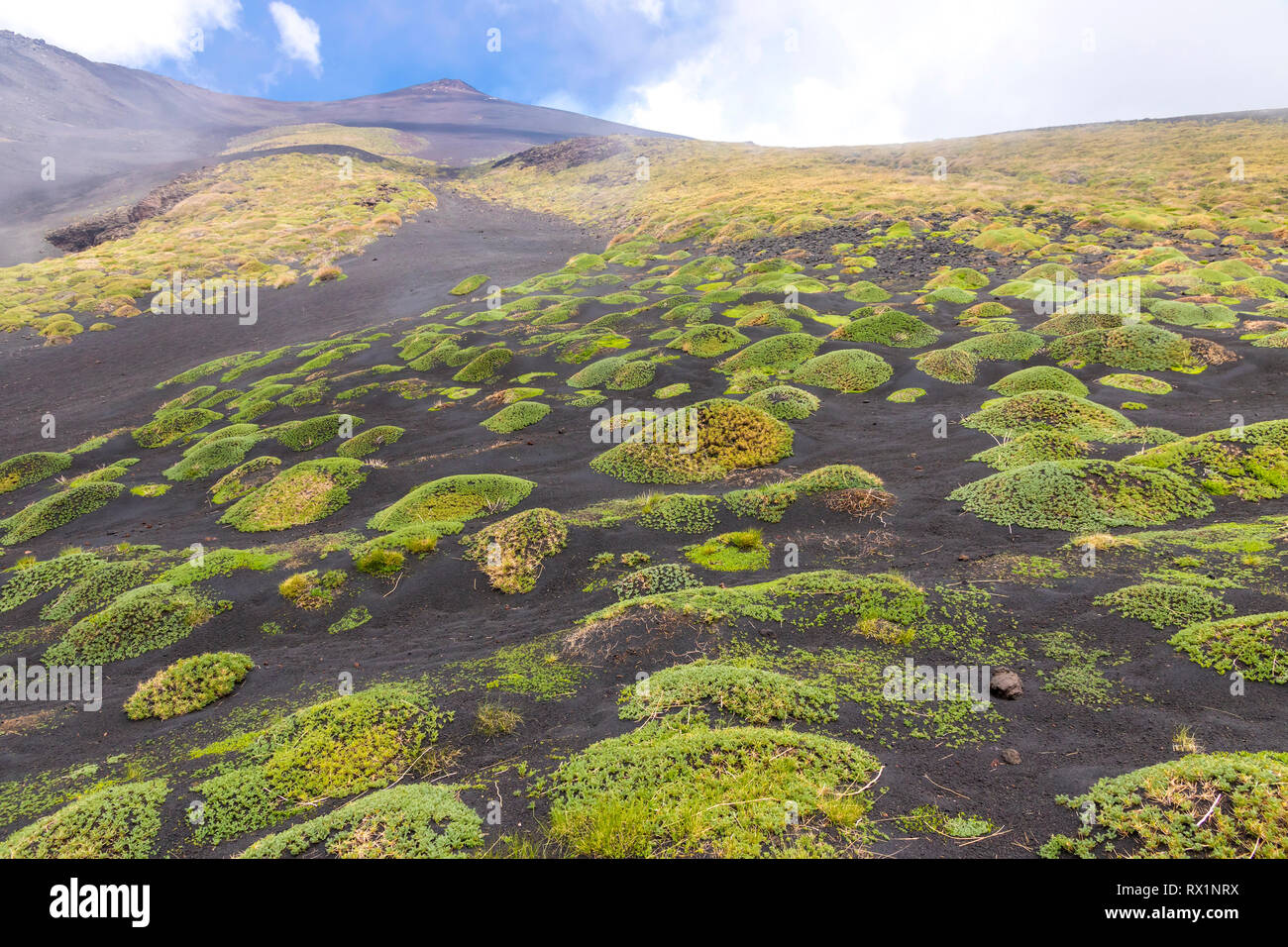 Picturesque volcanic landscape of Mount Etna, Etna national park, Sicily, Italy. Heaps of green