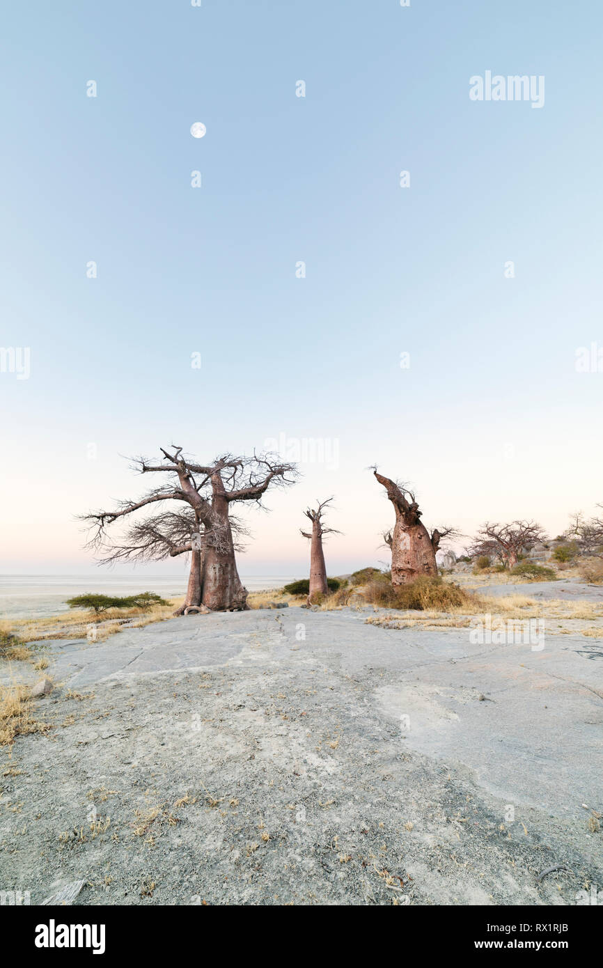 Baobab trees on Lekhubu Island in the Makgadikgadi Pans, Botswana Stock Photo