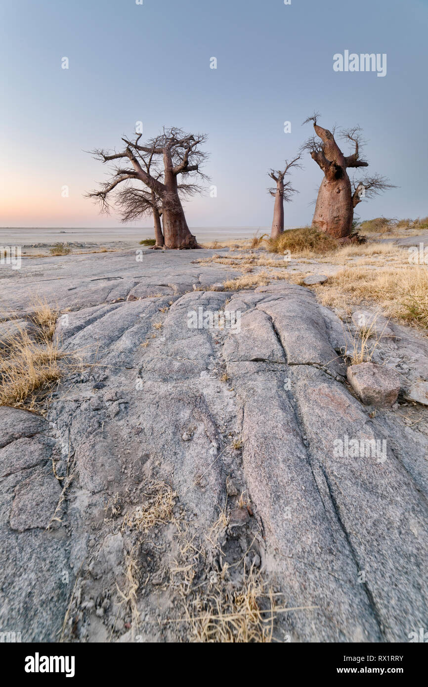 Baobab trees on Lekhubu Island in the Makgadikgadi Pans, Botswana Stock Photo