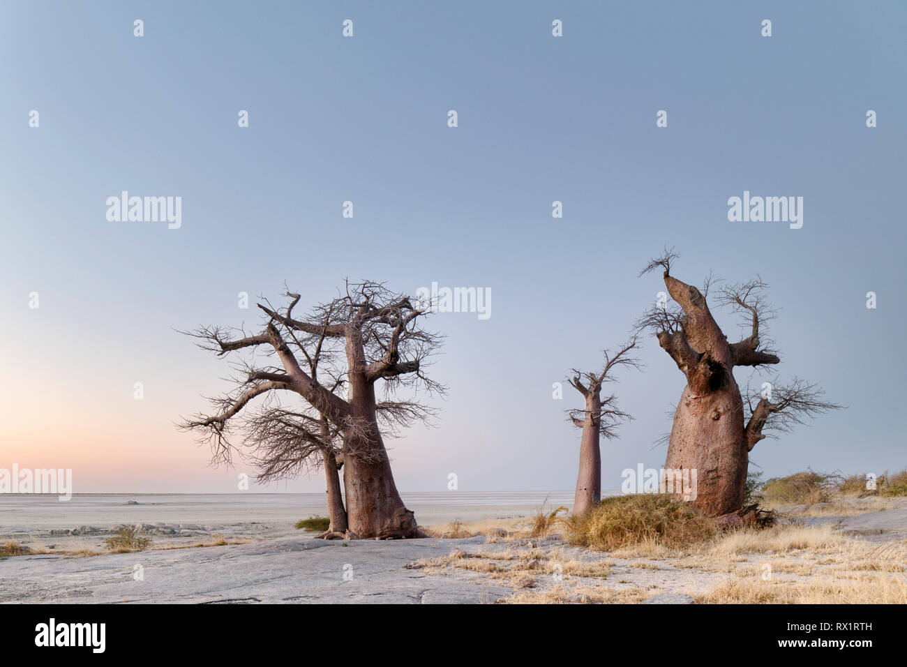 Baobab trees on Lekhubu Island in the Makgadikgadi Pans, Botswana Stock Photo