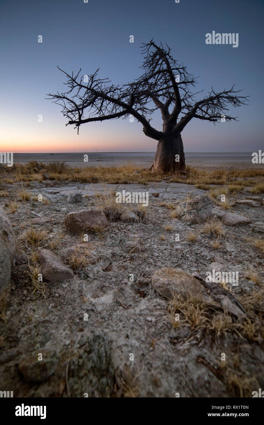 Baobab trees on Lekhubu Island in the Makgadikgadi Pans, Botswana Stock Photo
