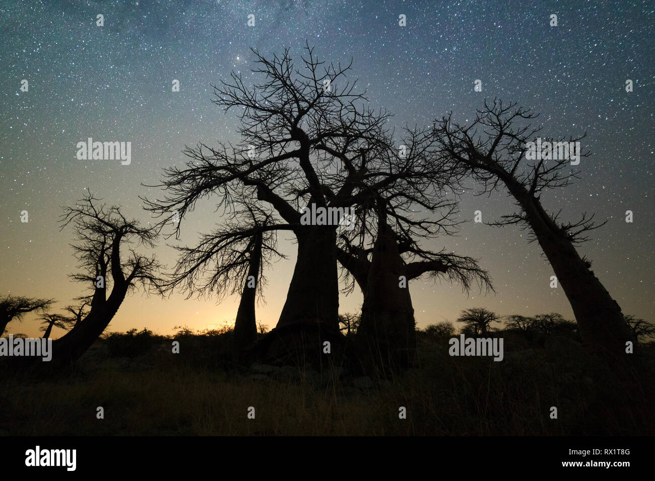Baobab trees under stars on the Makgadikgadi Pans, Lekhubu Island, Botswana. Stock Photo