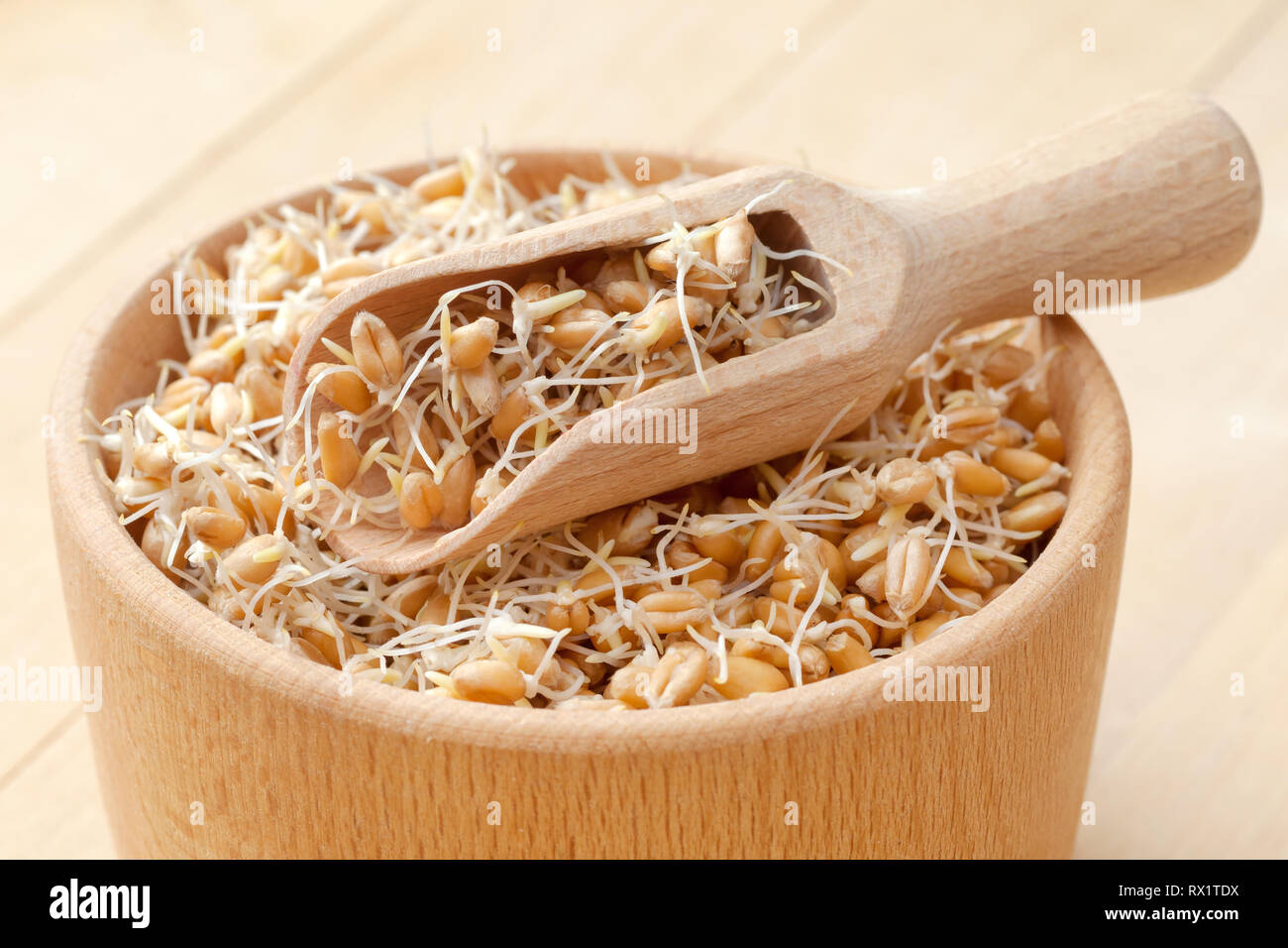 Wooden bowl and scoop filled of sprouted wheat seeds and sack of grains, nutrition healthy food. Stock Photo