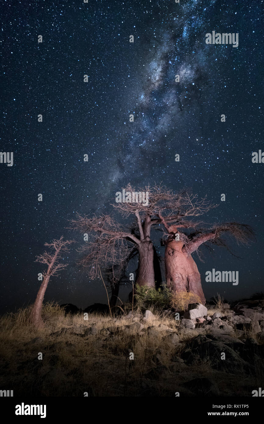 Baobab tree under the milky way at midnight on Kubu Island, Botswana ...